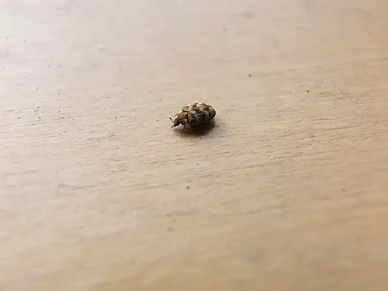 Signs of Carpet Beetles: How to Spot an Infestation
