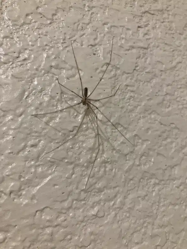 Cellar spider resting on a basement wall near a corner