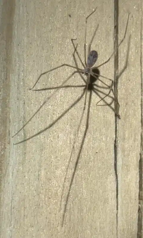 Cellar spider on a wood surface showing its long delicate legs and body structure
