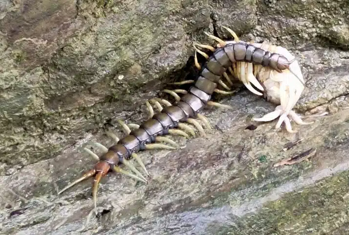 Centipede crawling on rocky surface in outdoor habitat