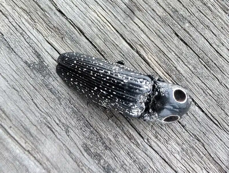 Close-up of click beetle showing elongated body and distinctive eye-spot markings