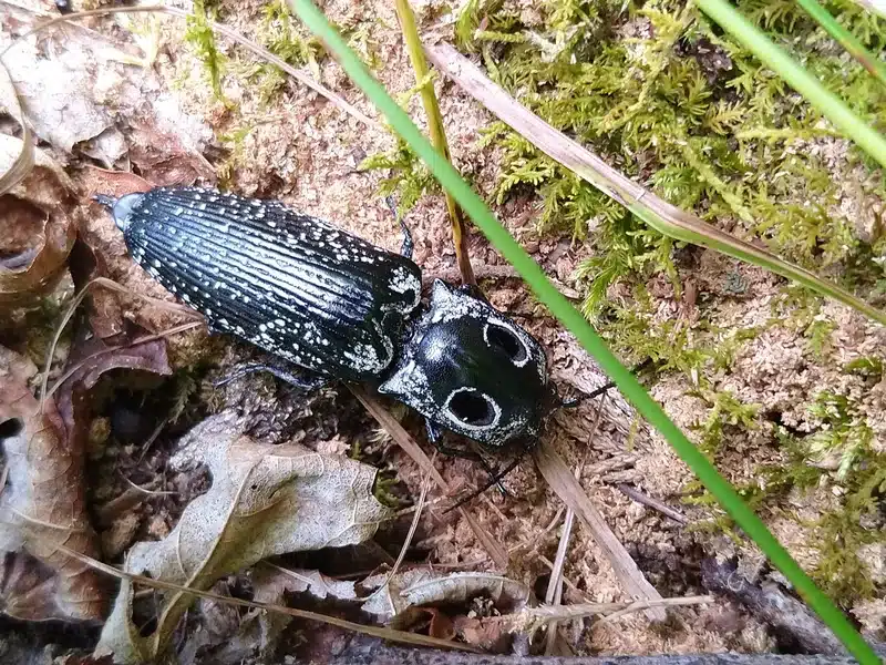 Click beetle in its natural outdoor habitat among vegetation