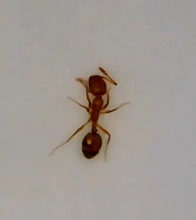 Pharaoh ant close-up showing pale yellow body and dark abdomen