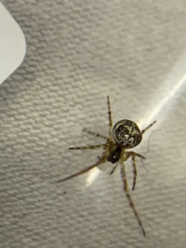 Spider Mating Season Explained: Why Spiders Enter Your Home