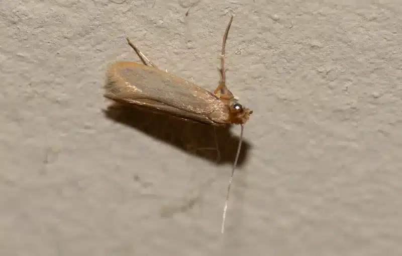 Adult clothes moth showing small size and golden coloration