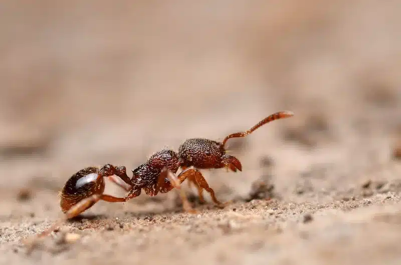 Close-up of ants on ground showing foraging behavior