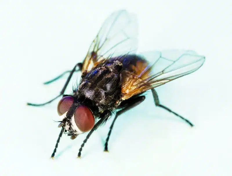 Horse Fly vs House Fly: Key Differences You Should Know