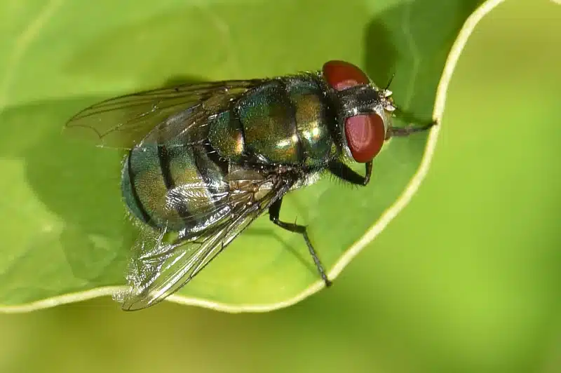 Fly resting on leaf showing wing structure and body detail