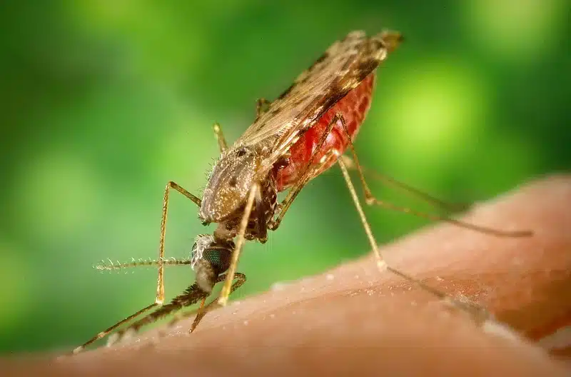 Close-up of mosquito on skin showing body structure during feeding