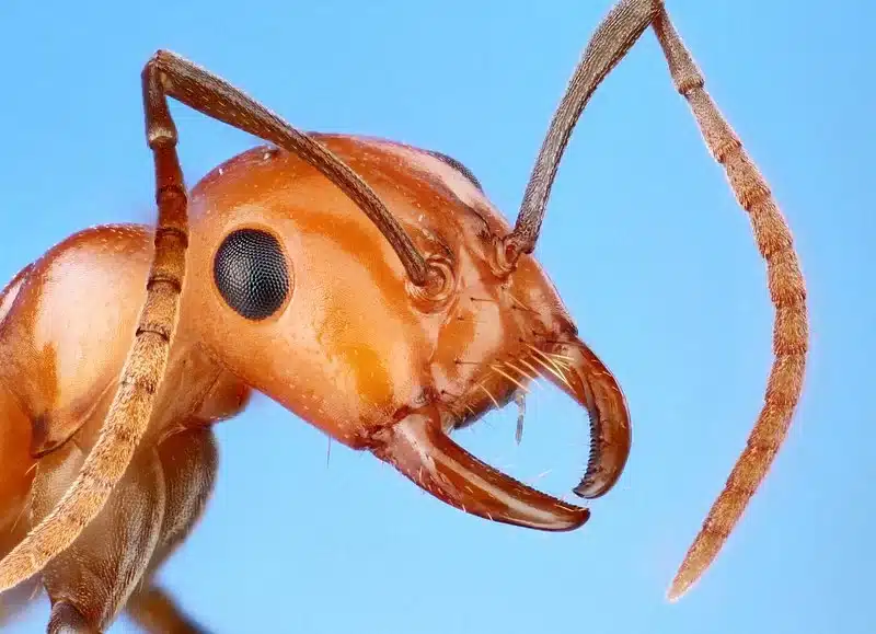 Close-up of wood ant head showing mandibles and antennae used for foraging