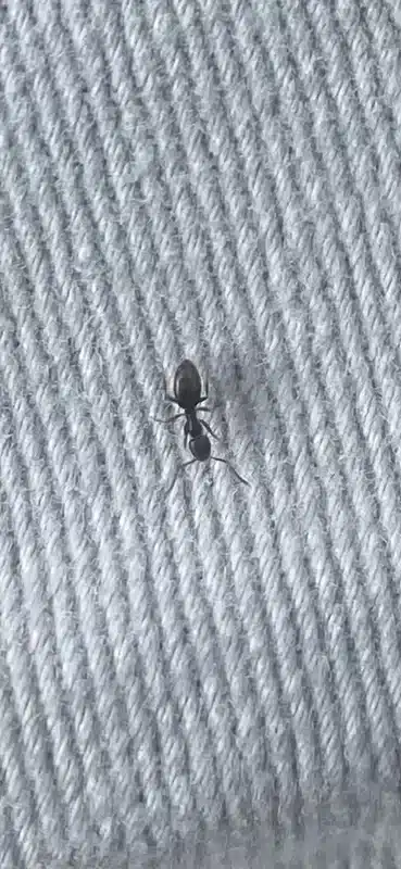 Ants in Dishwasher? Complete Removal & Prevention Guide