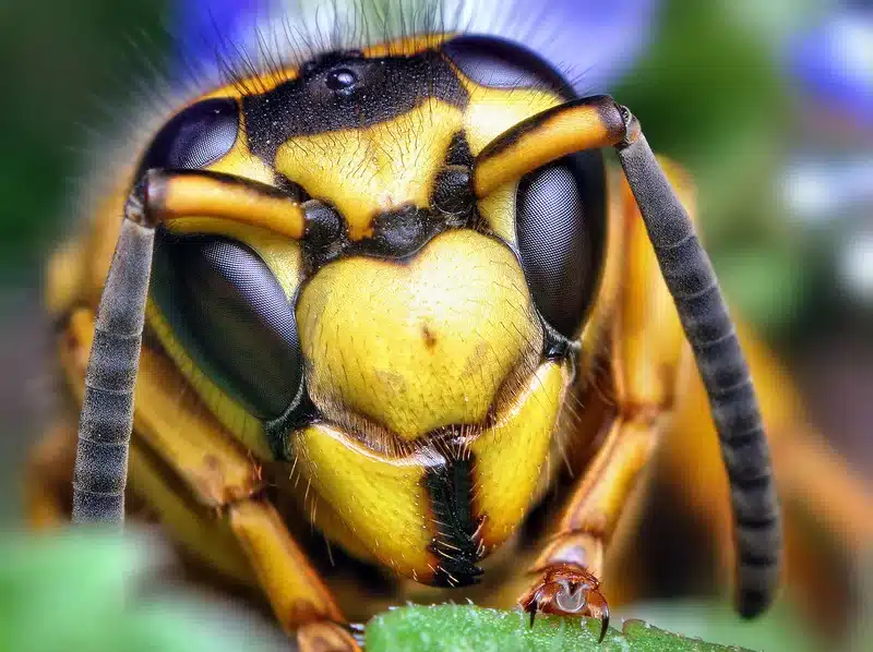 Close-up of a yellow jacket wasp showing bright yellow and black bands