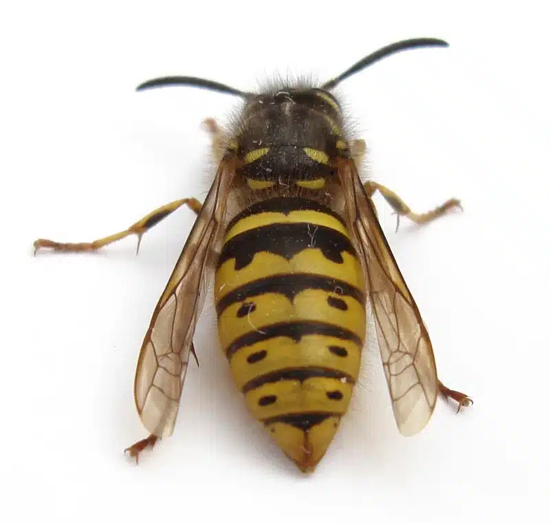 Close-up of yellowjacket wasp showing black anchor mark on abdomen