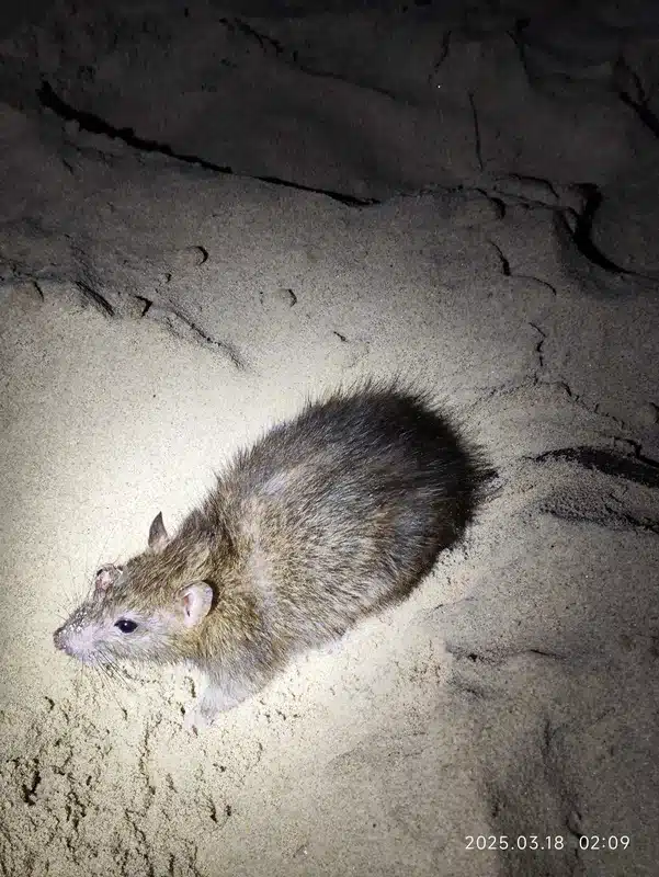 Close-up of a rat at night showing nocturnal behavior