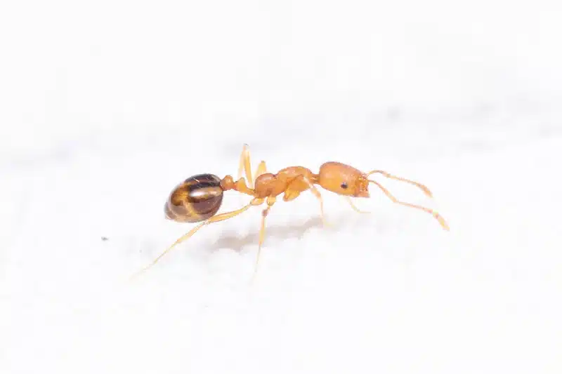Extreme close-up of orange sugar ant with striped abdomen on white surface