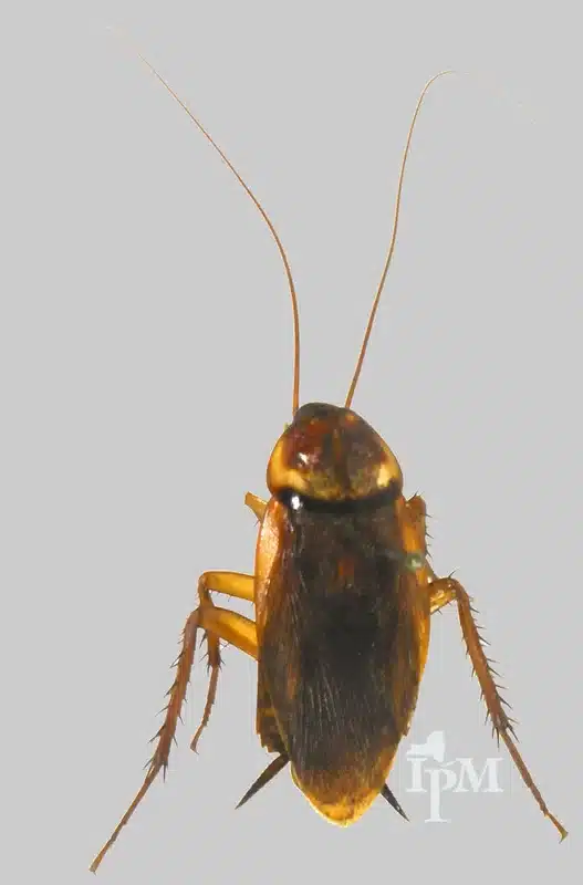 Close-up of cockroach showing body detail for identification