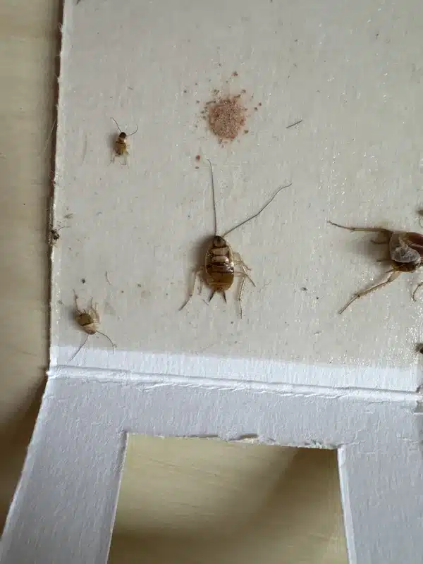 Multiple cockroaches caught in a sticky monitoring trap
