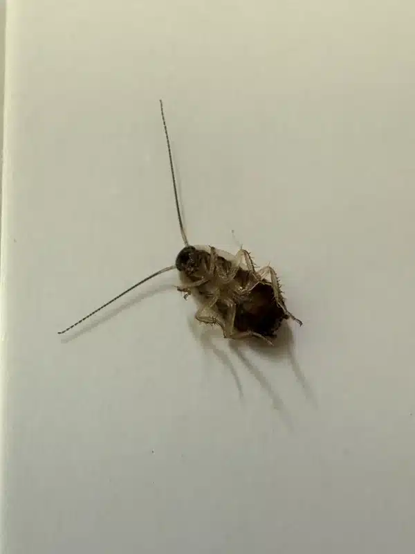 Wingless cockroach nymph with translucent body