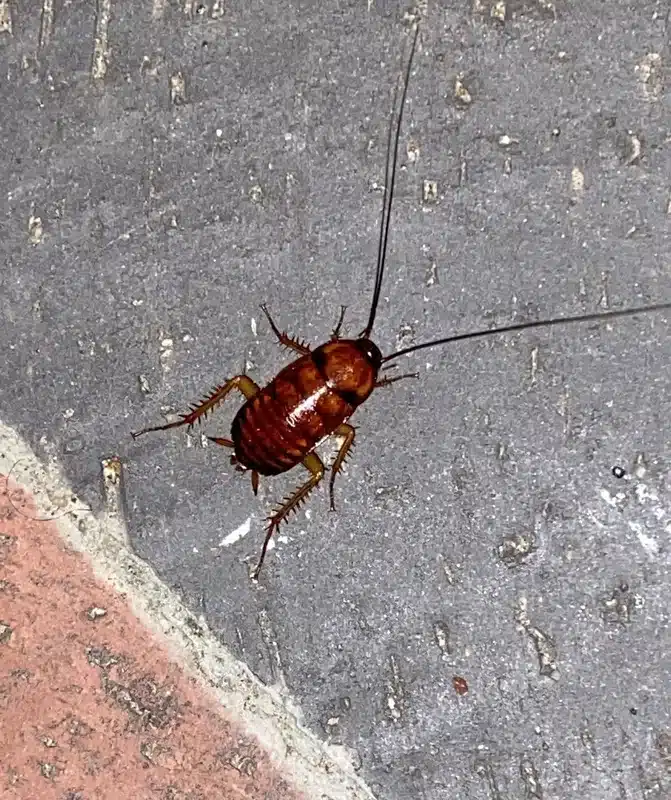 Palmetto Bug vs Cockroach: Same Pest, Different Name