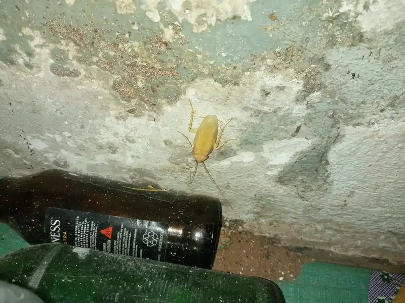 Normal cockroach on wall showing darkened hardened shell