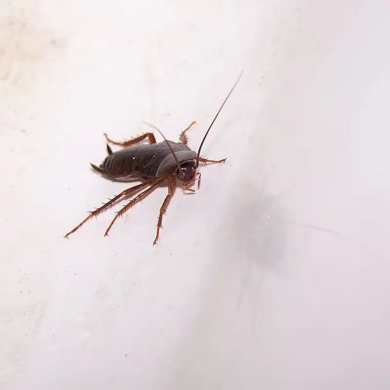Cockroach on white surface for size comparison