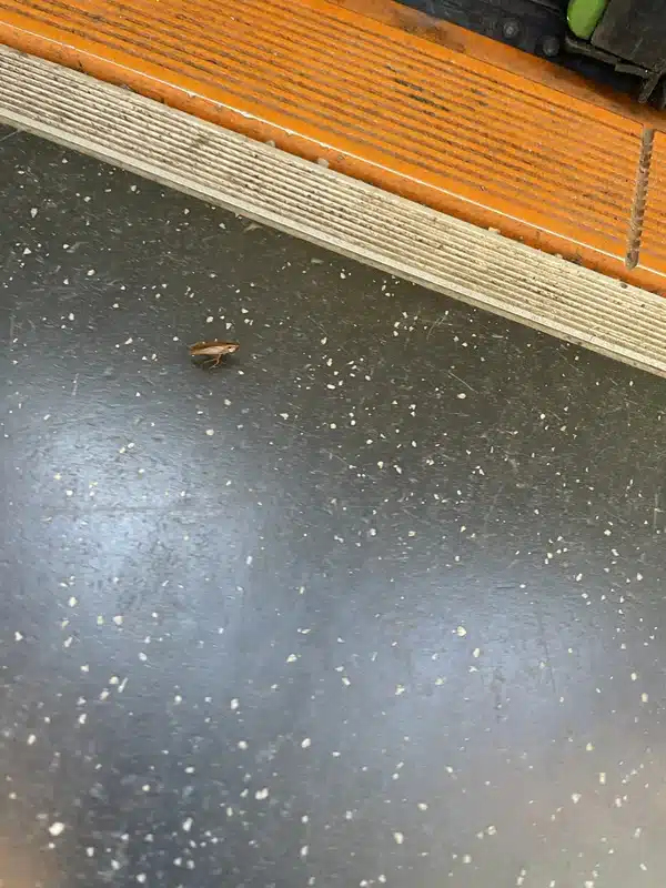 Cockroach near a door threshold showing a common entry point into homes