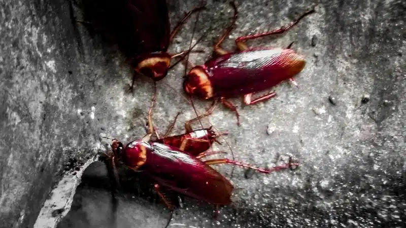 Cockroaches on a kitchen surface showing typical indoor infestation