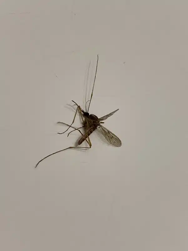 Crane Fly vs Mosquito: Is That 'Mosquito Hawk' a Threat?