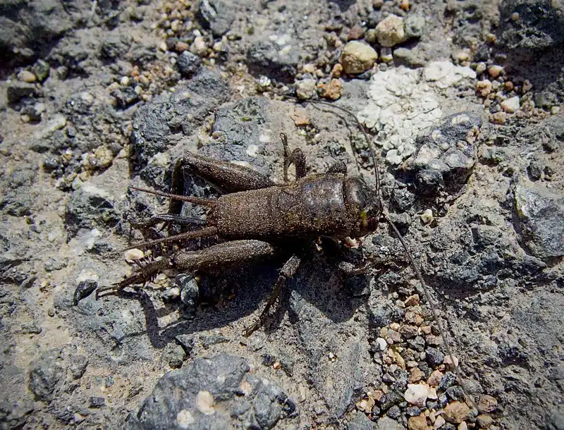 Cricket on rocky ground showing natural outdoor habitat