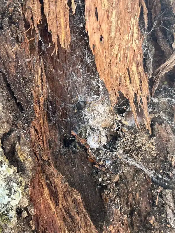 Decayed wood covered in spider webs showing common nesting habitat