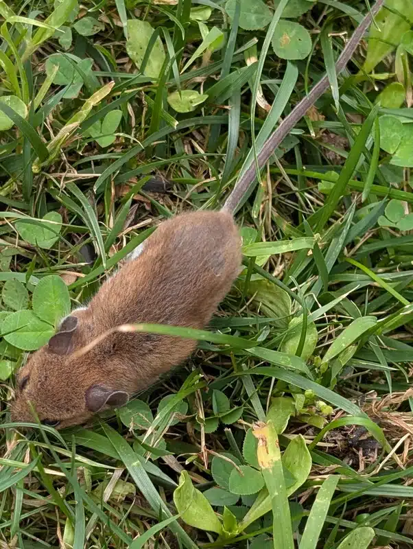 Field mouse (deer mouse) in grass showing its brown back and white belly