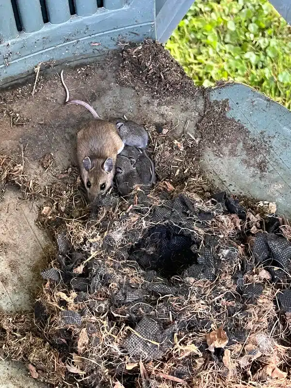 Field mouse near its nest showing nesting materials and food cache