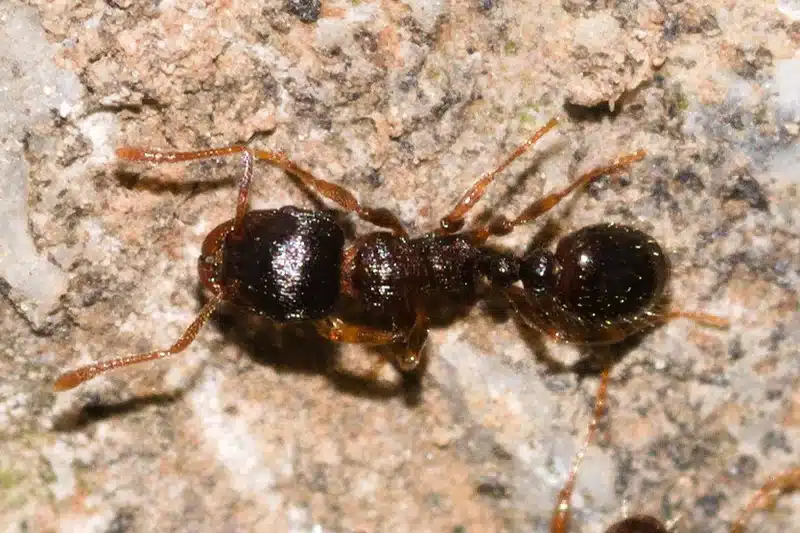 Will Baking Soda Kill Ants? The Truth About This Remedy