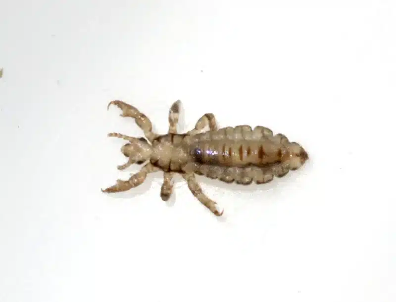 Detailed image of a head louse on white background