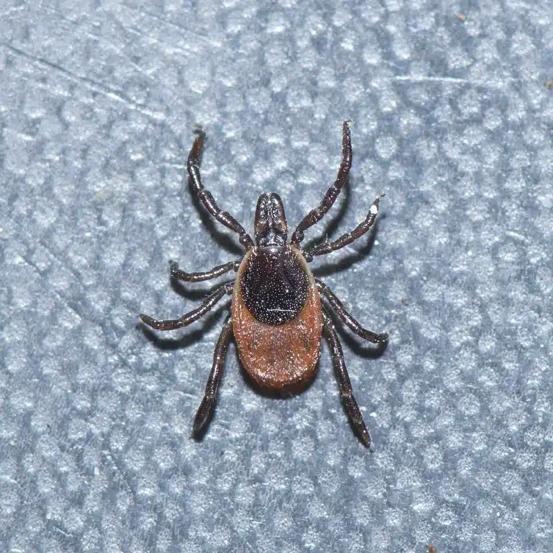 Detailed view of a black-legged tick showing body structure for identification