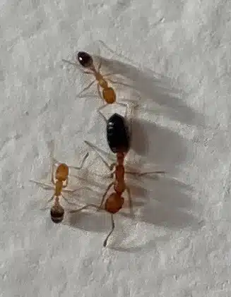 Three ants of different sizes showing the variety of species found in bathrooms