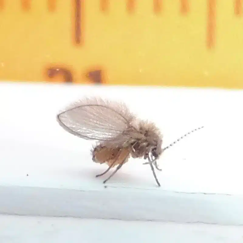Drain fly next to measuring tape showing its small 2-4mm size