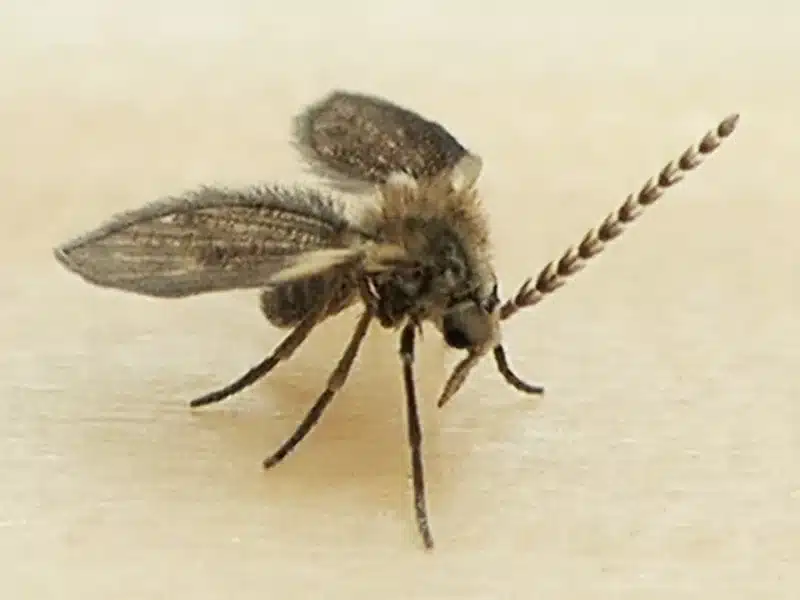 Side view of a drain fly showing its fuzzy body and wing position