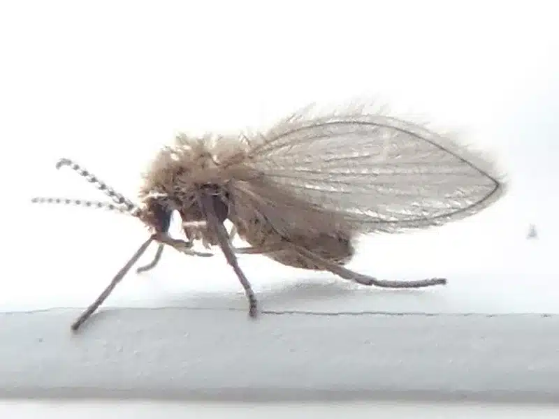 Drain fly resting in triangular posture with wings folded over body