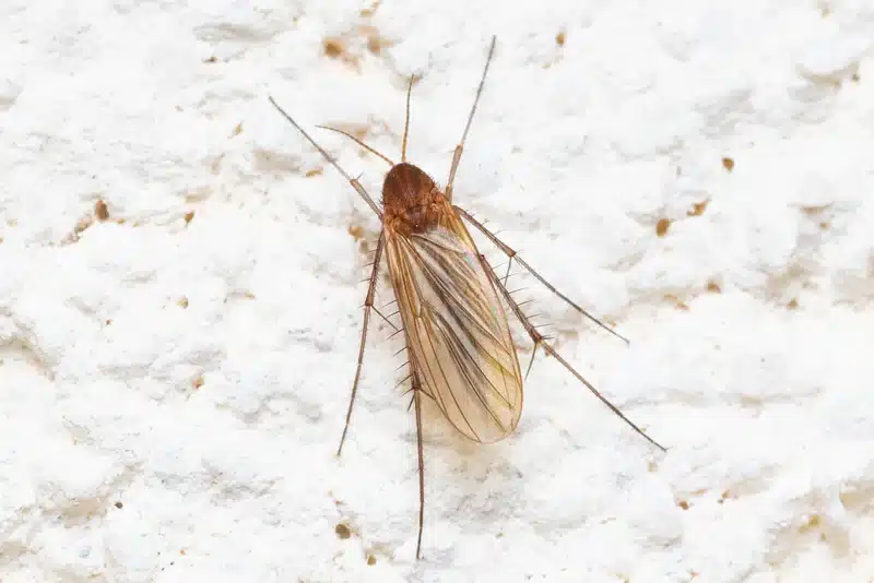 Fungus Gnats vs Drain Flies: Your Complete ID Guide