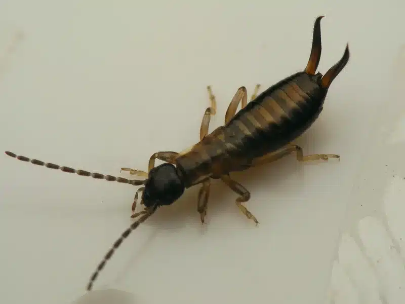 Close-up of an earwig on a white surface for clear identification