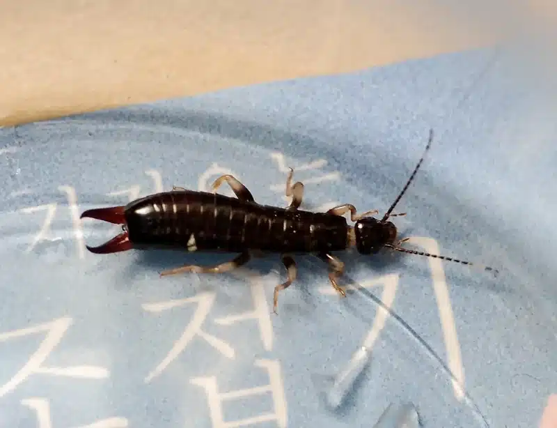Close-up of earwig showing pincers and body shape