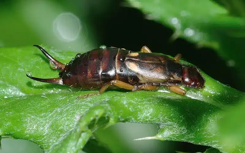 Earwig on green leaf showing typical outdoor hiding behavior