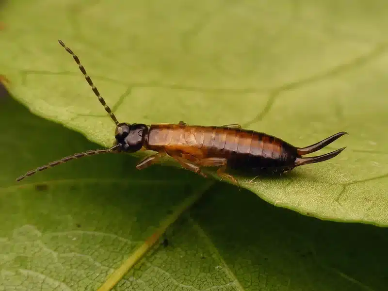 Earwig on a leaf in a garden setting showing typical outdoor habitat