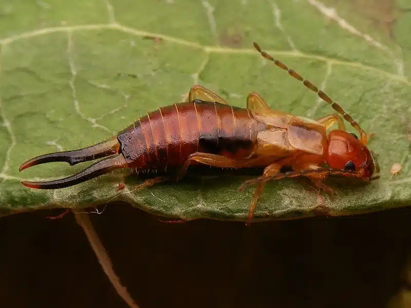 Earwig on a green leaf showing its pincers and body shape