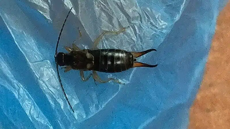Earwig on a plastic surface showing how they appear on man-made materials