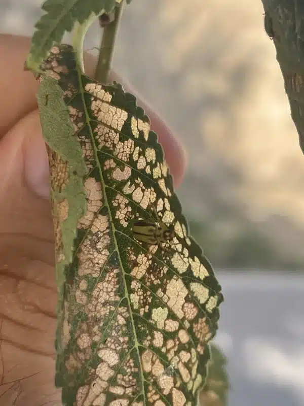 Elm leaf showing skeletonized damage from beetle feeding