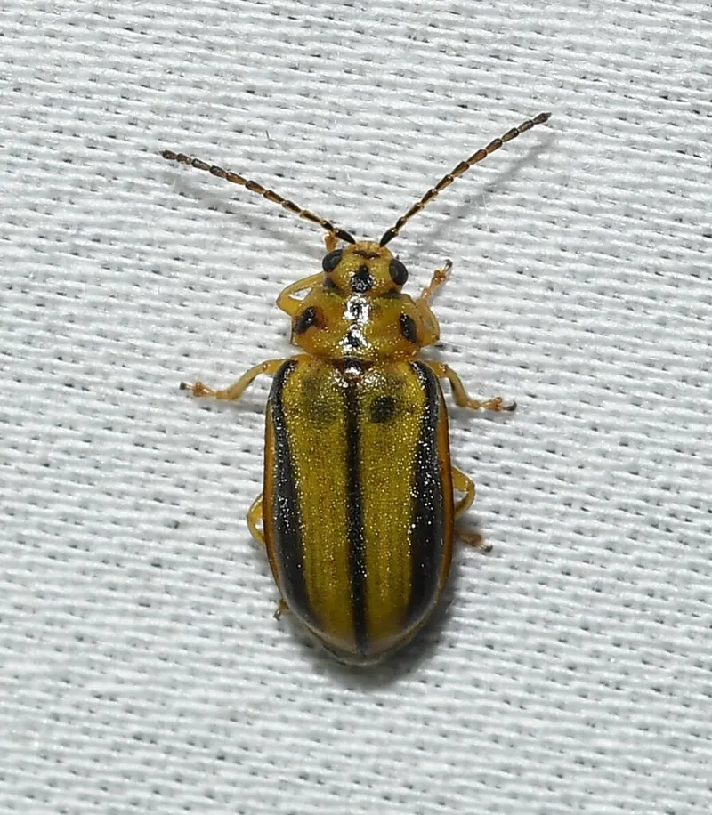 Top-down view of elm leaf beetle showing yellow-green body with black stripes