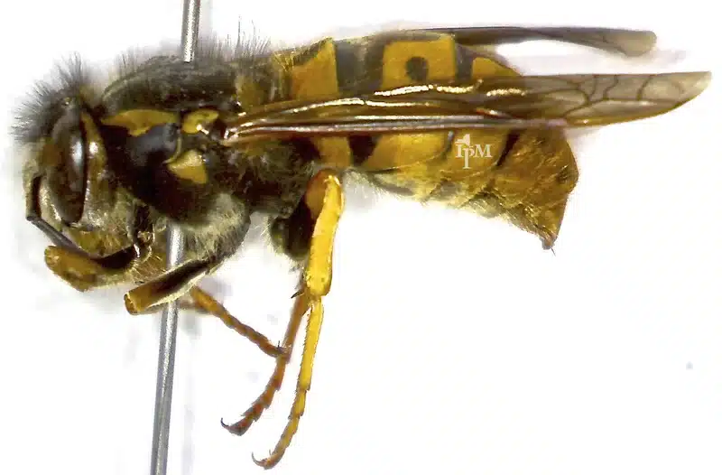 European hornet showing size and coloring difference from yellowjackets