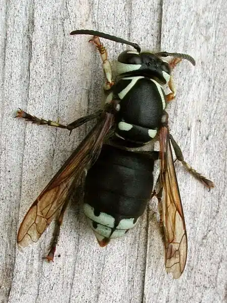 Types of Hornets and Wasps: ID Guide for Homeowners